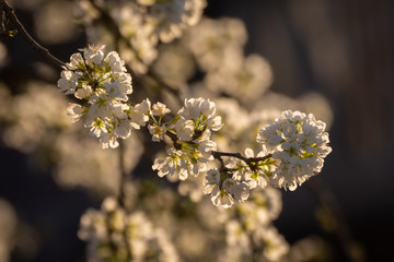 close up plum tree branches blooming on a golden sunset in the countryside. white plum flowers.