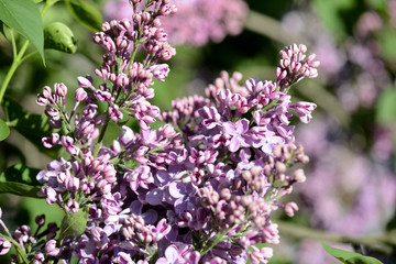 Flowering lilac bushes in the spring garden on a bright sunny day