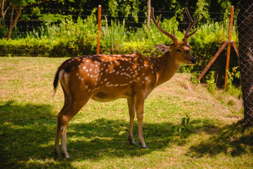 Chital deer. Chital deer or spotted deer standing in nature