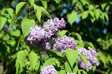 Obraz premium Flowering lilac bushes in the spring garden on a bright sunny day