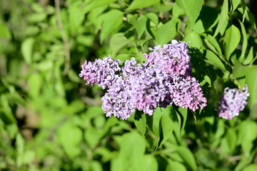 Flowering lilac bushes in the spring garden on a bright sunny day
