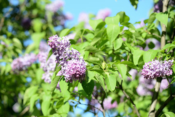 Flowering lilac bushes in the spring garden on a bright sunny day