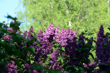 Flowering lilac bushes in the spring garden on a bright sunny day