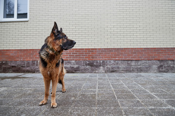 Dog German Shepherd in a city in a day