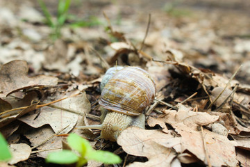 Snail gliding on the wet grass texture. Large white mollusk snails with light brown striped shell, crawling on moss. Helix pomatia, Burgundy snail, Roman snail, edible snail, escargot.
