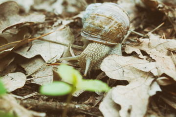 A snail is, in loose terms, a shelled gastropod. The name is most often applied to land snails, terrestrial pulmonate gastropod molluscs. 