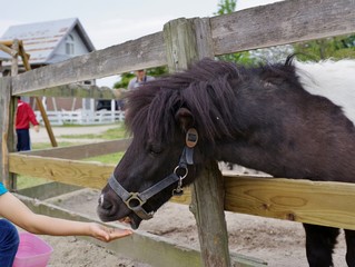 牧場の馬