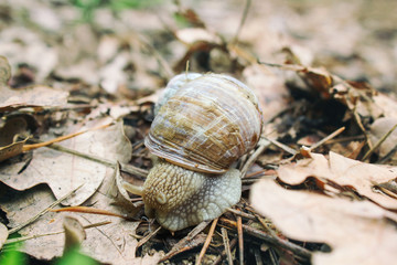 Helix pomatia also Roman snail, Burgundy snail, edible snail or escargot, is a species of large, edible, air-breathing land snail, a terrestrial pulmonate gastropod mollusk in the family Helicidae