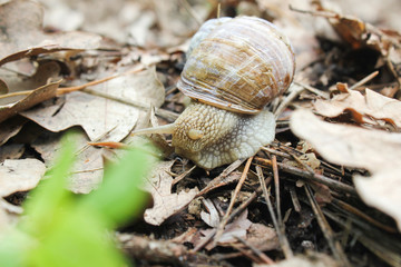 Snail gliding on the wet stone texture. Large white mollusk snails with light brown striped shell, crawling on old rock. Helix pomatia, Burgundy snail, Roman snail, edible snail, escargot.