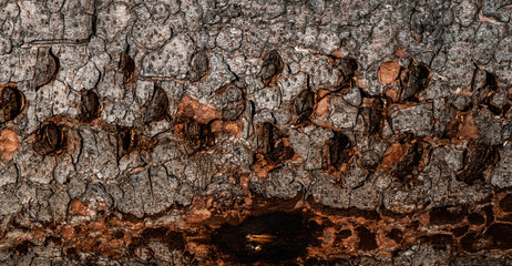Tree bark in detail