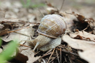 Helix pomatia also Roman snail, Burgundy snail, edible snail or escargot, is a species of large, edible, air-breathing land snail, a terrestrial pulmonate gastropod mollusk in the family Helicidae