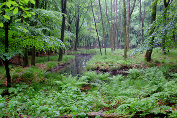 Feuchtstellen im Frühlingswald