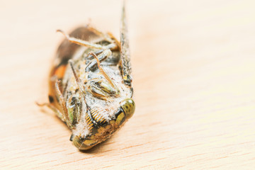 Close up of Cicada on Wooden Background