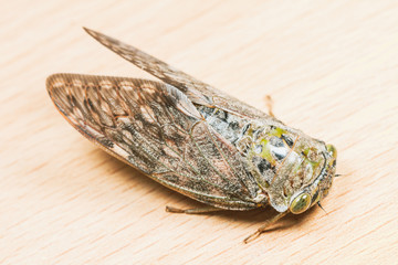 Close up of Cicada on Wooden Background