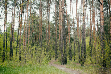 Sunny summer forest with green grass and trees