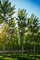Aspen trees