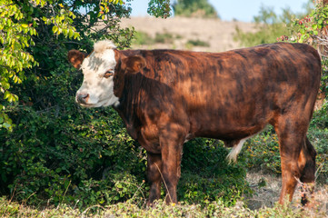 Male calf grazing on autumn mountain meadow