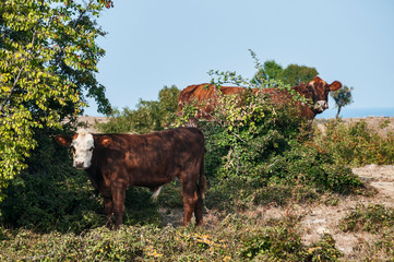 Male calf and his cow mother grazing on autumn mountain meadow