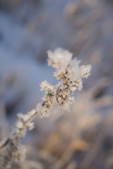 winter plants whit ice