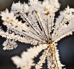plants on ice