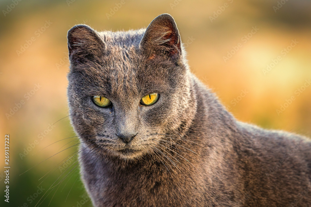 Wall mural a beautiful gray cat with yellow eyes looks like a gray panther. she looks at the camera and the bac