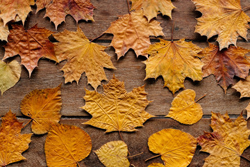 Autumn leaves on wooden background with copy space. Wallpaper for September 1.