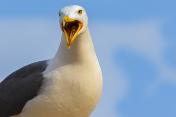 A seagull calls and scolds directly into the camera and looks with her eyes against a blue sky with beautiful bokeh as a background. Photographed from close up.