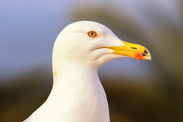 The head and neck of a beautiful seagull. She looks directly into the camera. In the background is a palm tree against a blue sky and beautiful bokeh. Photographed from close up.