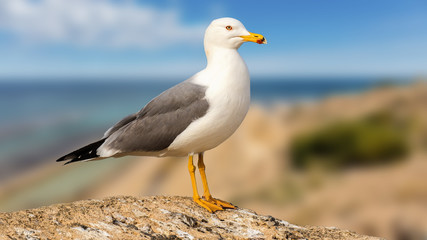 A beautiful seagull stands proud and posing on a rock on the Spanish coast. In the background you can see the coastline and the blue Mediterranean with beautiful bokeh.