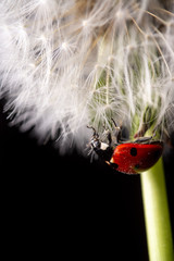 Obraz premium ladybug on dandelion