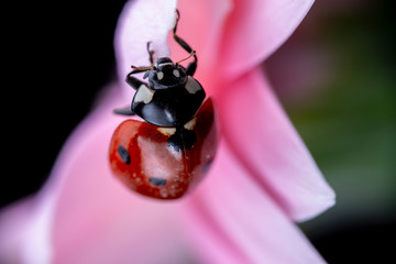 ladybug on leaf going around 