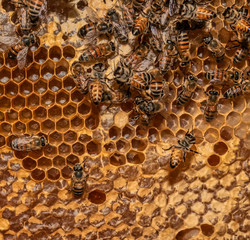 Honeycomb pattern. Honeycomb fill with sweet honey and bees.