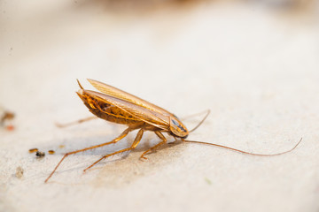 A dead cockroach fell into the trap .