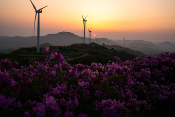 철쭉꽃이 피는 계절 영암 서광목장의 일출