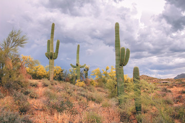 Saguaros And Palo Verde Trees Before A Storm In Scottsdale Arizona