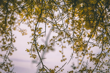 Palo Verde Trees in Bloom