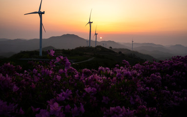 철쭉꽃이 피는 계절 영암 서광목장의 일출