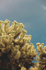 Yellow Cholla Cactus in the Dark Scottsdale Sky