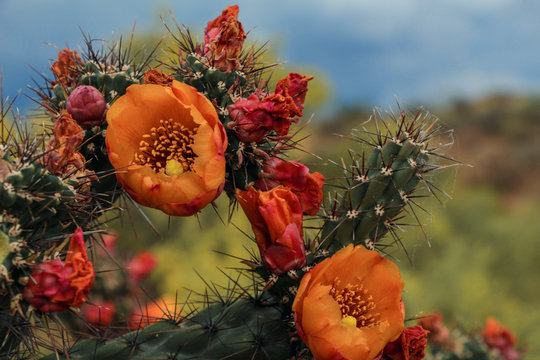 Orange Arizona Cholla Cactus Flower