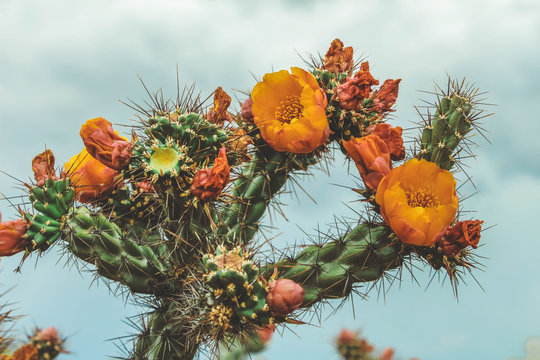 Orange Cactus Flower in the Scottsdale Desert