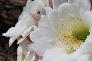 Close up of a white cactus flower