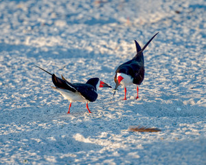Male offering a fish to female