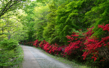 철쭉꽃이 활짝핀 가막골 생태공원
