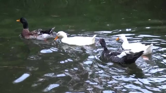 patos nadando 