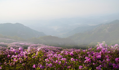 철쭉꽃이 활짝핀 황매산