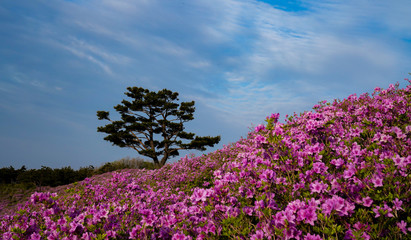 철쭉꽃이 활짝핀 황매산