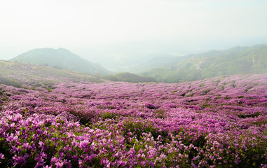 Fototapeta premium 철쭉꽃이 활짝핀 황매산