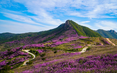 Naklejka premium 철쭉꽃이 활짝핀 황매산