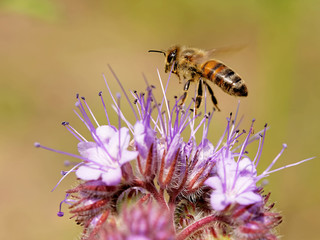 Biene an einer  Phacelia