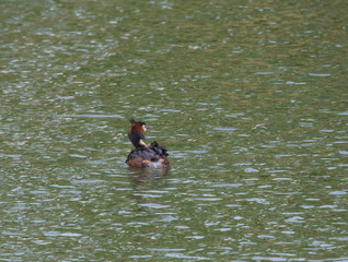 The adult great crested grebe, Podiceps cristatus on green clear lake swimming away.